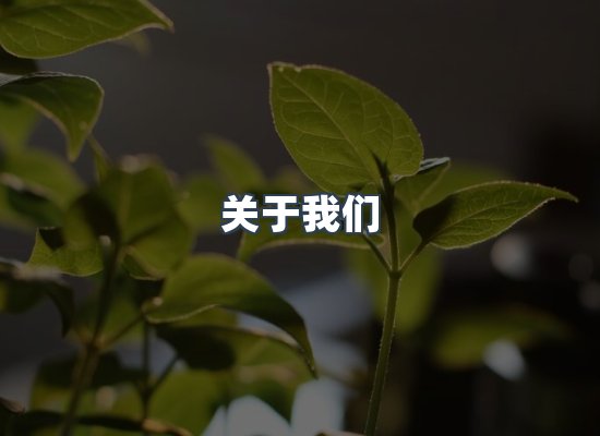 专业团队
